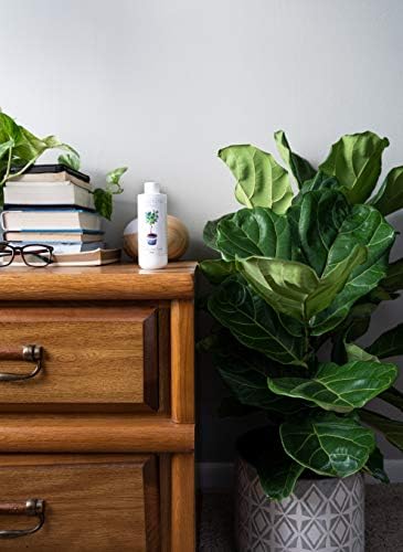 Fiddle Leaf Fig Tree Fertilizer | Ficus Plant Food | Improves Leaves and Branches | Potted Indoor Trees and House Plants Treatment by Aquatic Arts