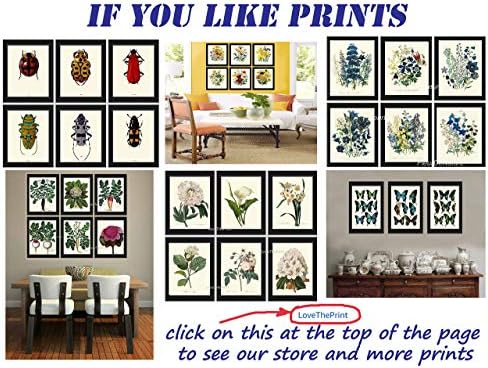 Crow and Raven James Audubon Wall Art Print Set of 2 Prints Beautiful Birds Home Decor LoveThePrint Unframed