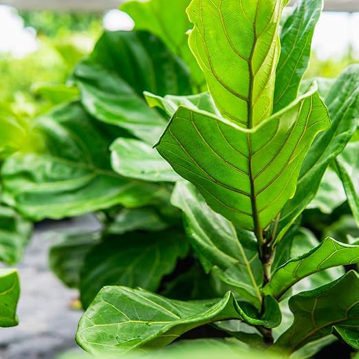Perfect Plants Fiddle Leaf Fig Fertilizer, 8 oz, Liquid Ficus Food
