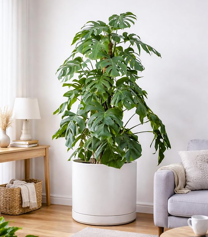 D'vine Dev 16 Inch Ceramic Planter Pot, White, 94-O-H-1 | Modern Cylinder Design, Drainage Hole & Saucer Included, Stable Structure, Elegant Home Accent