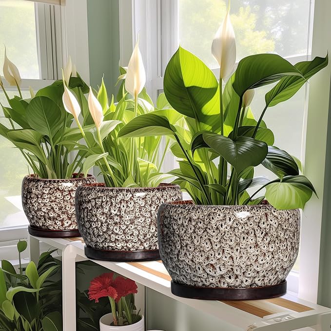 SQOWL Ceramic Planter - 8 inch Plant Pot Indoor with Drainage Hole and Plant Saucer, Round Ceramic Flower Pots Outdoor, Decorative Modern Planter, Office Kitchen Decor, Gifts for Women Men, White