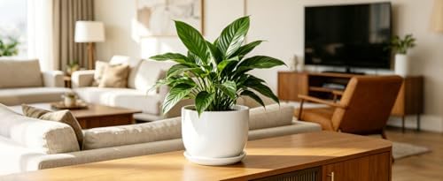 8 Inch Ceramic Planter, Plant Pots with Drainage Hole and Separable Saucer,Indoor-Outdoor Round Succulent Orchid Flower Pot,Indoor pots for Plants(White,Plant Pot only)