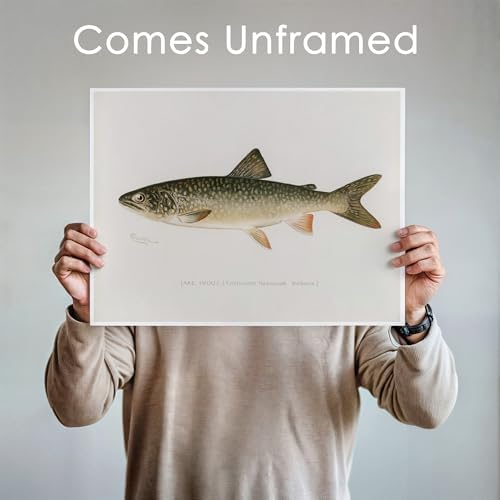 DREAM BIG PRINTABLES Vintage Fish Species Art Prints (Set of 6) - Unframed - 8x10 | Fishing Wall Decor for Fisherman