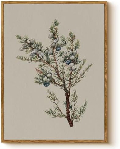 WHASAYART Vintage Botanical Framed Juniper Berry Canvas Wall Art 12x16 | Juniper Berry Plant Print Illustration Artwork, Rustic Farmhouse Christmas Winter Decor for Living Room Bedroom Kitchen