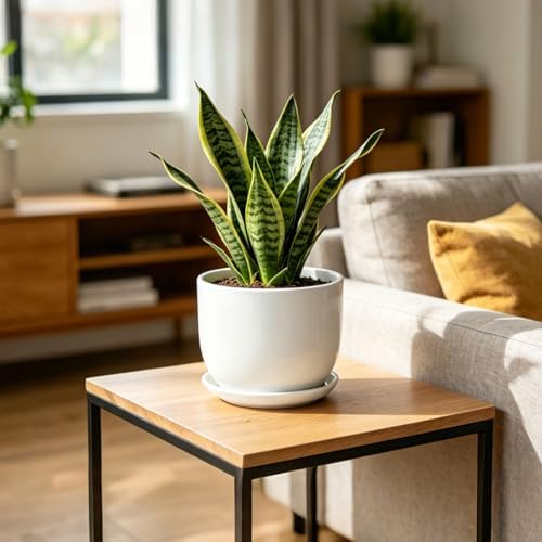 8 Inch Ceramic Planter, Plant Pots with Drainage Hole and Separable Saucer,Indoor-Outdoor Round Succulent Orchid Flower Pot,Indoor pots for Plants(White,Plant Pot only)