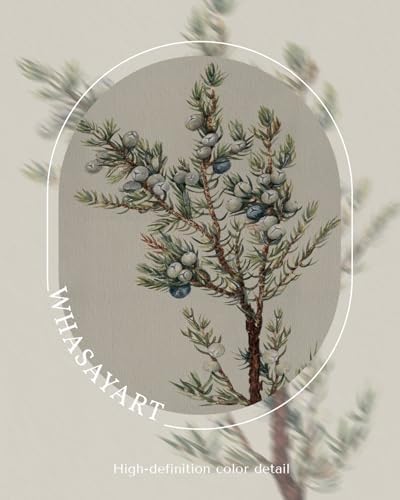 WHASAYART Vintage Botanical Framed Juniper Berry Canvas Wall Art 12x16 | Juniper Berry Plant Print Illustration Artwork, Rustic Farmhouse Christmas Winter Decor for Living Room Bedroom Kitchen