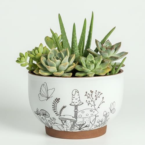 Terracotta Pots, 6 Inch Plant Pots with Drainage Holes for Indoor Plants