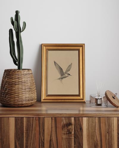 WHASAYART Gold Framed Vintage Wall Art for Living Room, Birds Animals Painting Prints Shelf Decor for Kitchen, Sketch Artwork Aesthetic Bedroom Wall Art, Gifts for Friends or Family - Tern 10L x 8W
