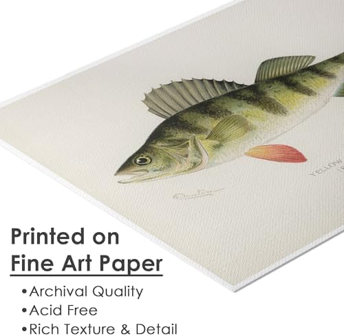 DREAM BIG PRINTABLES Vintage Fish Species Art Prints (Set of 6) - Unframed - 8x10 | Fishing Wall Decor for Fisherman