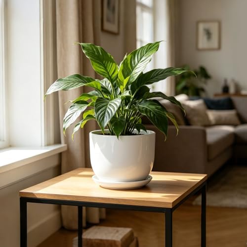 8 Inch Ceramic Planter, Plant Pots with Drainage Hole and Separable Saucer,Indoor-Outdoor Round Succulent Orchid Flower Pot,Indoor pots for Plants(White,Plant Pot only)