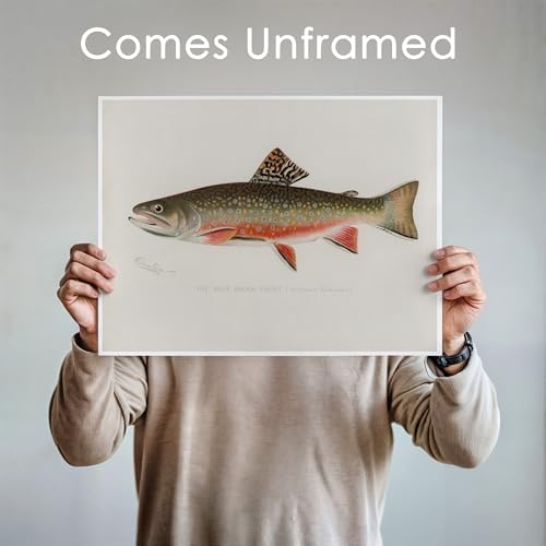 DREAM BIG PRINTABLES Vintage Fish Species Art Prints (Set of 6) - Unframed - 11x14 | Fishing Wall Decor for Fisherman