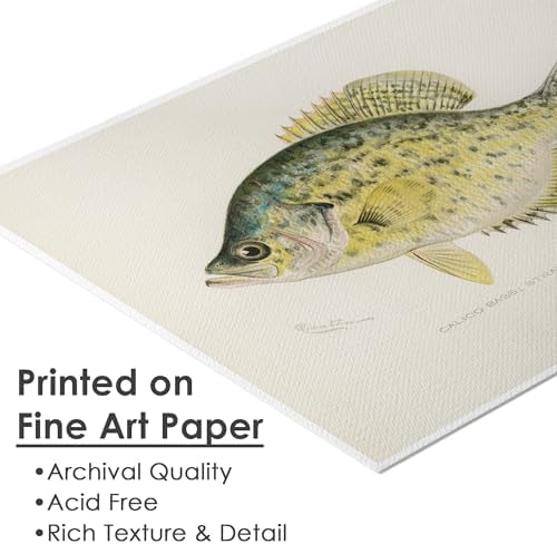 DREAM BIG PRINTABLES Vintage Fish Species Art Prints (Set of 6) - Unframed - 11x14 | Fishing Wall Decor for Fisherman