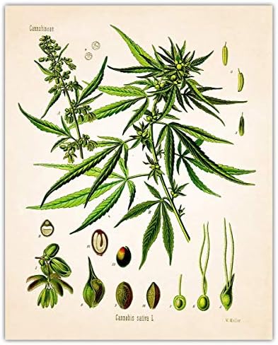 Vintage Psychoactive Plants Botanical Wall Art - Give Your Home A Touch of Elegance With Plant Pictures Wall Art, Unframed Set of 4, 8x10Botanical Decor Poster Prints