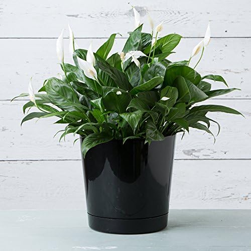 Novelty Majestic Full Depth Round Cylinder Pot, Glossy Black, 12-Inch (10128)