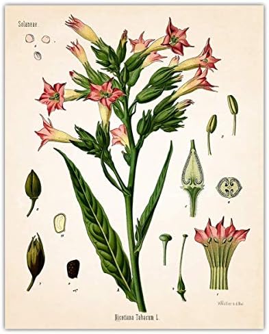 Vintage Psychoactive Plants Botanical Wall Art - Give Your Home A Touch of Elegance With Plant Pictures Wall Art, Unframed Set of 4, 8x10Botanical Decor Poster Prints