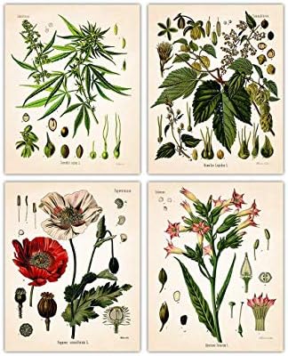 Vintage Psychoactive Plants Botanical Wall Art - Give Your Home A Touch of Elegance With Plant Pictures Wall Art, Unframed Set of 4, 8x10Botanical Decor Poster Prints
