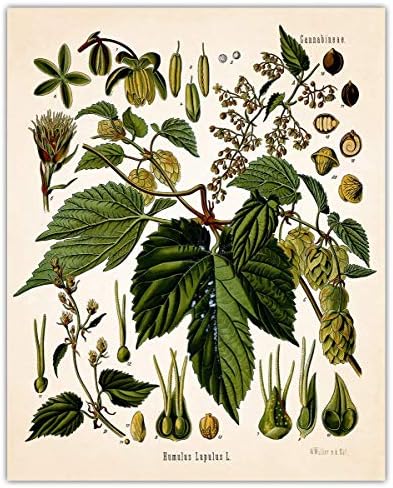 Vintage Psychoactive Plants Botanical Wall Art - Give Your Home A Touch of Elegance With Plant Pictures Wall Art, Unframed Set of 4, 8x10Botanical Decor Poster Prints