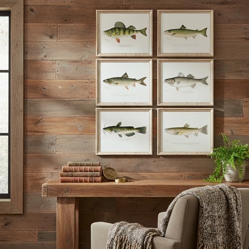 DREAM BIG PRINTABLES Vintage Fish Species Art Prints (Set of 6) - Unframed - 11x14 | Fishing Wall Decor for Fisherman