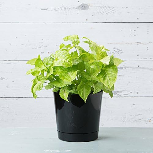 Novelty Root & Vessel Majestic Full Depth Round Cylinder Pot, Glossy Black, 14-Inch (10148)