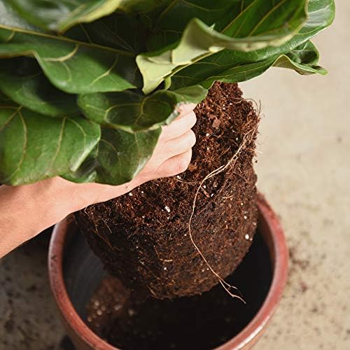 Perfect Plants Fiddle Leaf Fig Soil, 8 qt, Coconut Coir Potting Mix