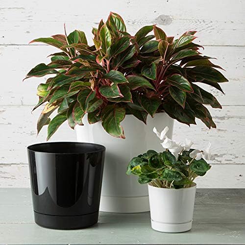 Novelty Root & Vessel Majestic Full Depth Round Cylinder Pot, Glossy Black, 14-Inch (10148)