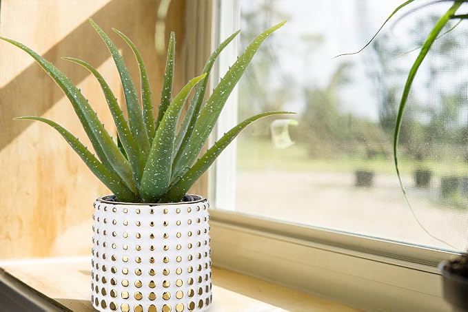 GnFlus Artificial Succulent Aloe Plants 14.2 Inch Large Faux Succulents with Ceramic Pot Fake Aloe Potted Plant for Home Indoor Bathroom Table Bedroom Shelf Office Decor