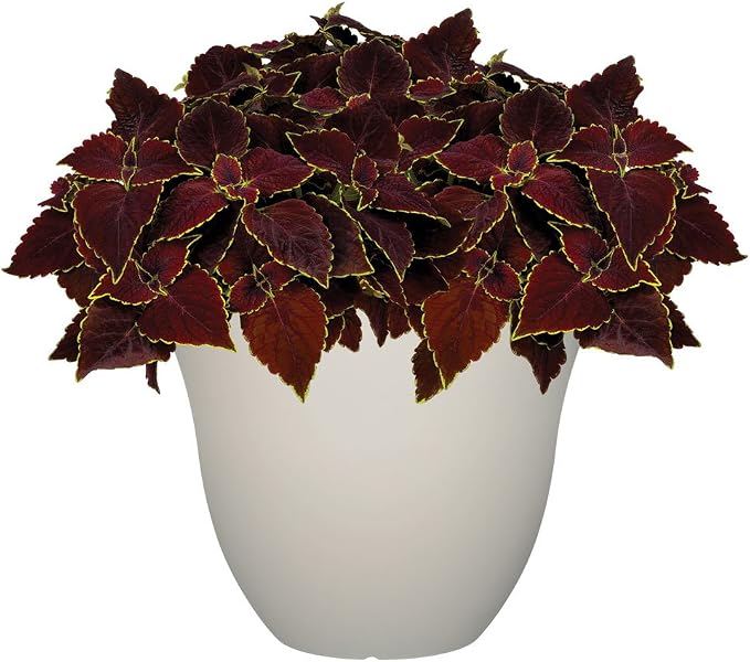 15" Honeysuckle Planter in Vanilla | Hand-Painted Finish Plant Pots, Lightweight Indoor Outdoor Planter, UV-Resistant, Great for Patio, Home & Garden Decor Accent