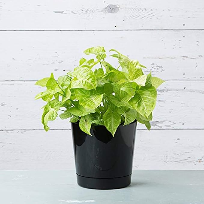 Root & Vessel Majestic Full Depth Round Cylinder Pot, Glossy Black, 10-Inch (10108)