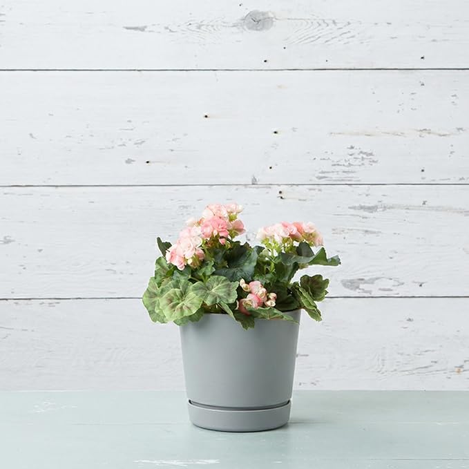 Root & Vessel Majestic Full Depth Round Cylinder Pot, Glossy Gray, 8-Inch (10080)