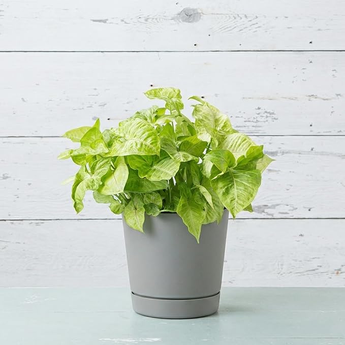 Root & Vessel Majestic Full Depth Round Cylinder Pot, Glossy Gray, 10-Inch (10100)