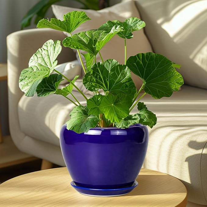 Ceramicfor Ceramic Plant Pot 8 Inch, Planter for Indoor Plants, Royal Blue | Indoor Plant Pot with Drainage Hole and Saucer, Round Planter, Modern Flower Pot, House Decor, Plant Lovers Gifts