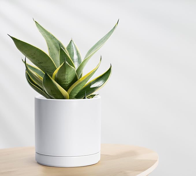 D'vine Dev 8.2 Inch Ceramic Planter Pot, White, 94-O-D-1 | Modern Cylinder Design, Drainage Hole & Saucer Included, Stable Structure, Elegant Home Accent