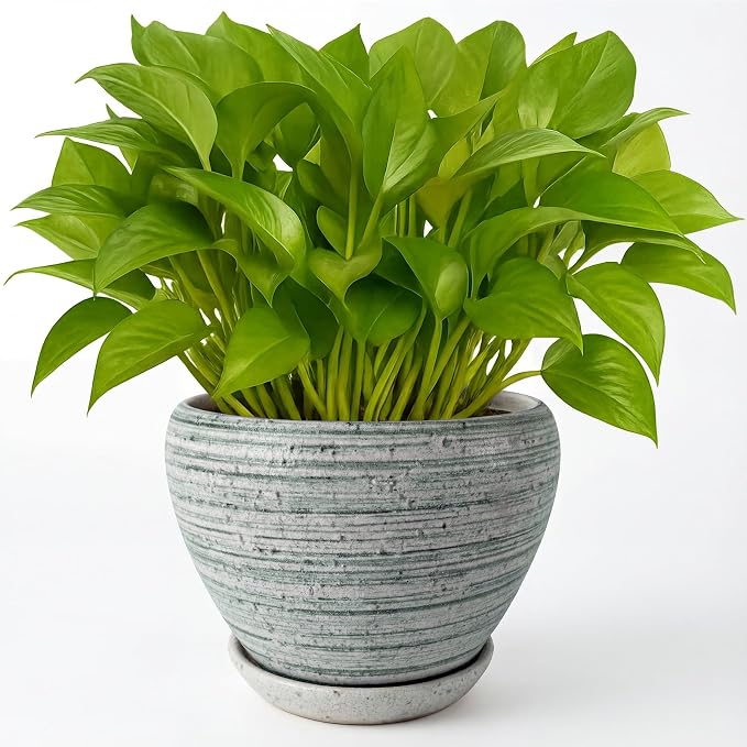 Deep Dream 6 Inch Plant Pots- Ceramic Planter Pot with Drainage Hole and Saucer, Round Flower Pot for Indoor Outdoor Succulent, Snake Plants and Cactus, Brushed Green