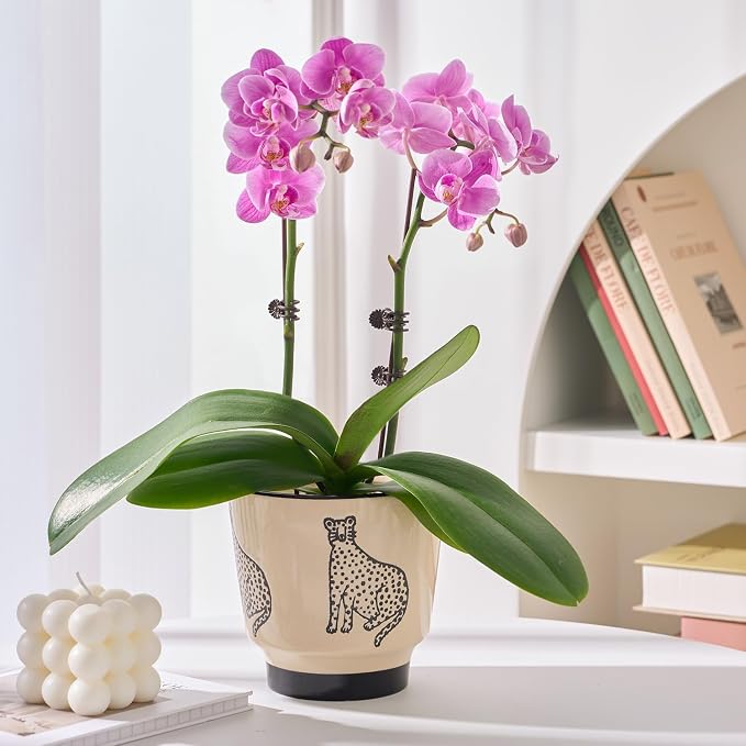STHIE 5 Inch Ceramic Planters for Indoor Plants, Funny Small Plant Pots