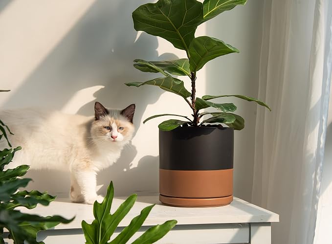 D'vine Dev 8 Inch Ceramic Planter Pot, Black/Tan, 94-O-D-7 | Modern Cylinder Design, Drainage Hole & Saucer Included, Stable Structure, Elegant Home Accent