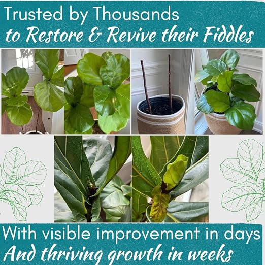 Fiddle Leaf Fig Rescue Drops for Brown Spots, Root Rot & Stress, 3.3 oz
