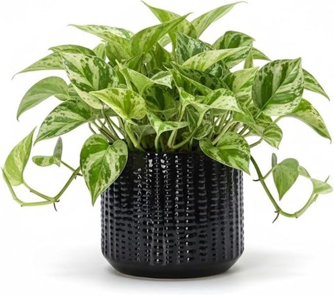 Ceramic Planter Pot with Drainage Hole, 5 Inch Dia, Indoor and Outdoor, Home Patio Garden, Plants&Flowers, Textured Round (Black)