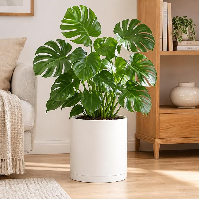 Giraffe Creation 14 Inch Cylinder Plant Pot, Modern Round Planter with Drainage Holes and Saucer, Durable Plastic Flower Pot for Indoor Outdoor Plants, White