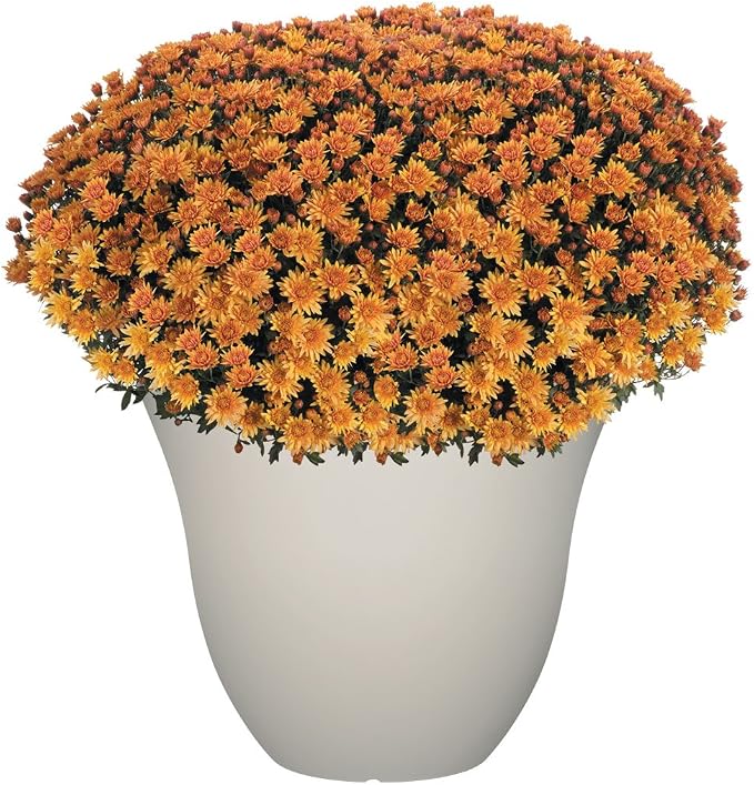 15" Honeysuckle Planter in Vanilla | Hand-Painted Finish Plant Pots, Lightweight Indoor Outdoor Planter, UV-Resistant, Great for Patio, Home & Garden Decor Accent