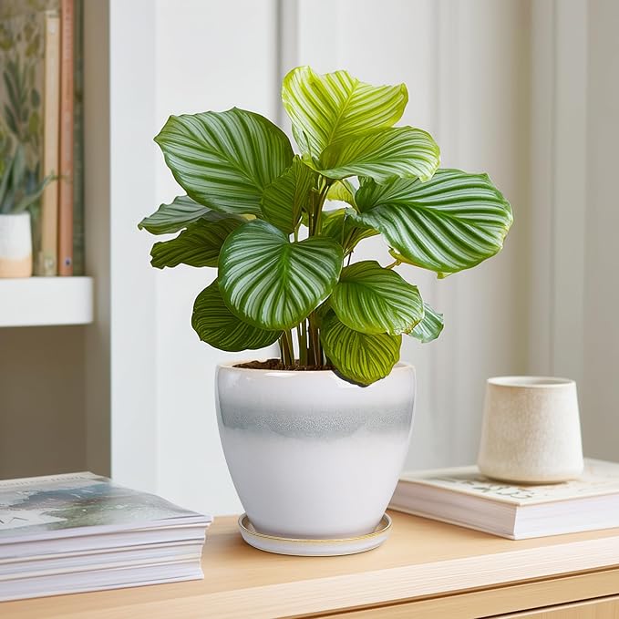 Ceramic Plant Pot - 6 Inch Ceramic Pots Indoor, White-Grey | Decorative Planter with Drainage Hole and Saucer, Modern Plant Pots for Plants, Bedroom Room Decor, Plant Lover Gifts