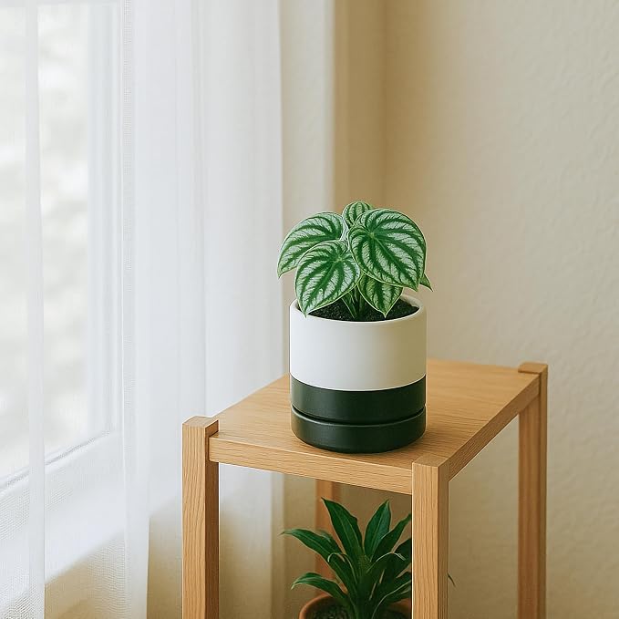 D'vine Dev 4.7 Inch Ceramic Planter Pot, Black White Two Tone, 94-O-B-L | Modern Cylinder Design, Drainage Hole & Saucer Included, Stable Structure, Elegant Home Accent
