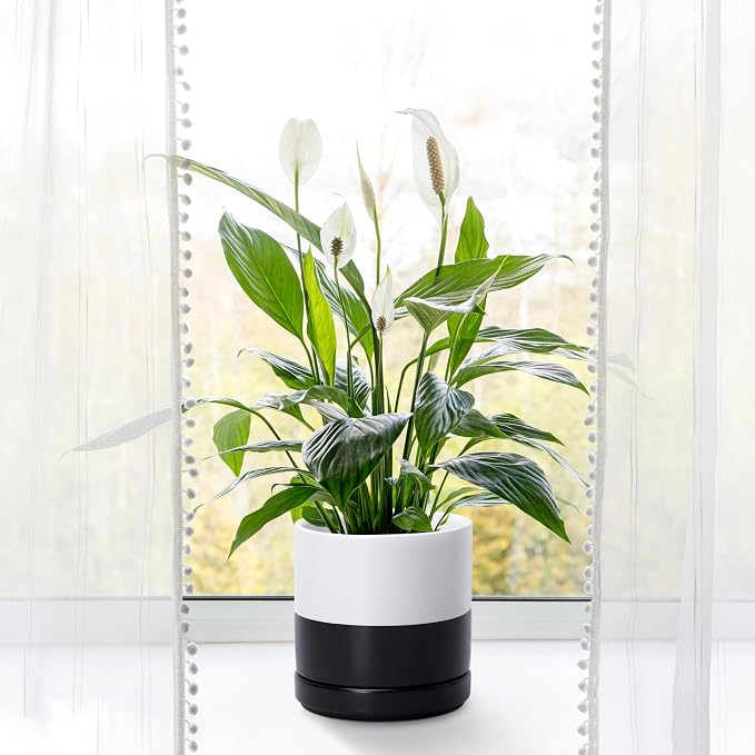 D'vine Dev 6.5 Inch Ceramic Planter Pot, Black White Two Tone, 94-O-C-L | Modern Cylinder Design, Drainage Hole & Saucer Included, Stable Structure, Elegant Home Accent