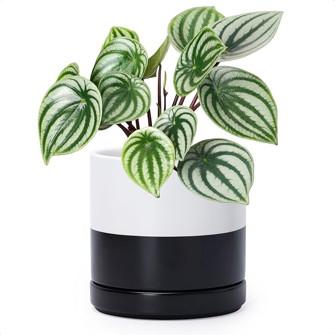 D'vine Dev 6.5 Inch Ceramic Planter Pot, Black White Two Tone, 94-O-C-L | Modern Cylinder Design, Drainage Hole & Saucer Included, Stable Structure, Elegant Home Accent