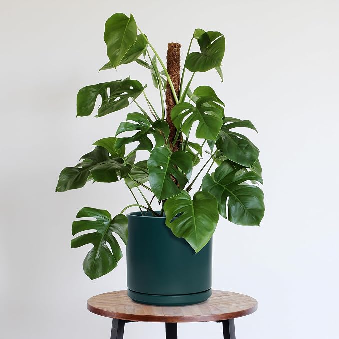 D'vine Dev 10 Inch Ceramic Planter Pot, Teal, 94-O-E-9 | Modern Cylinder Design, Drainage Hole & Saucer Included, Stable Structure, Elegant Home Accent