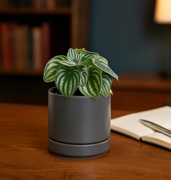 D'vine Dev 4.7 Inch Ceramic Planter Pot, Grey, 94-O-B-3 | Modern Cylinder Design, Drainage Hole & Saucer Included, Stable Structure, Elegant Home Accent