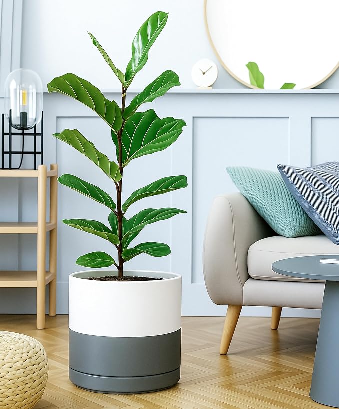 D'vine Dev 12 Inch Ceramic Planter Pot, White/Grey, 94-O-F-6 | Modern Cylinder Design, Drainage Hole & Saucer Included, Stable Structure, Elegant Home Accent