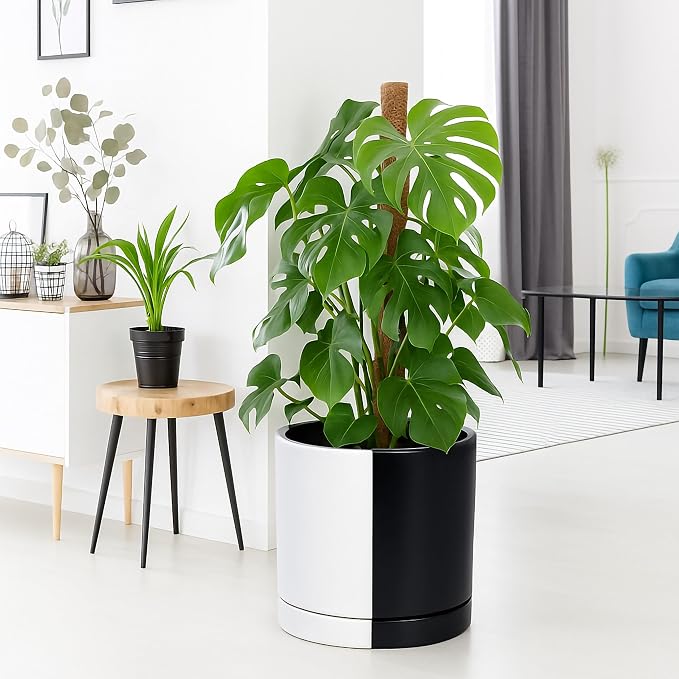 D'vine Dev 12 Inch Ceramic Planter Pot, Black White Split, 94-O-F-0 | Modern Cylinder Design, Drainage Hole & Saucer Included, Stable Structure, Elegant Home Accent