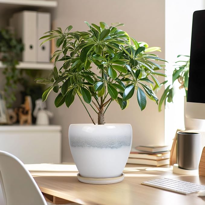 Ceramic Plant Pot - 6 Inch Ceramic Pots Indoor, White-Grey | Decorative Planter with Drainage Hole and Saucer, Modern Plant Pots for Plants, Bedroom Room Decor, Plant Lover Gifts