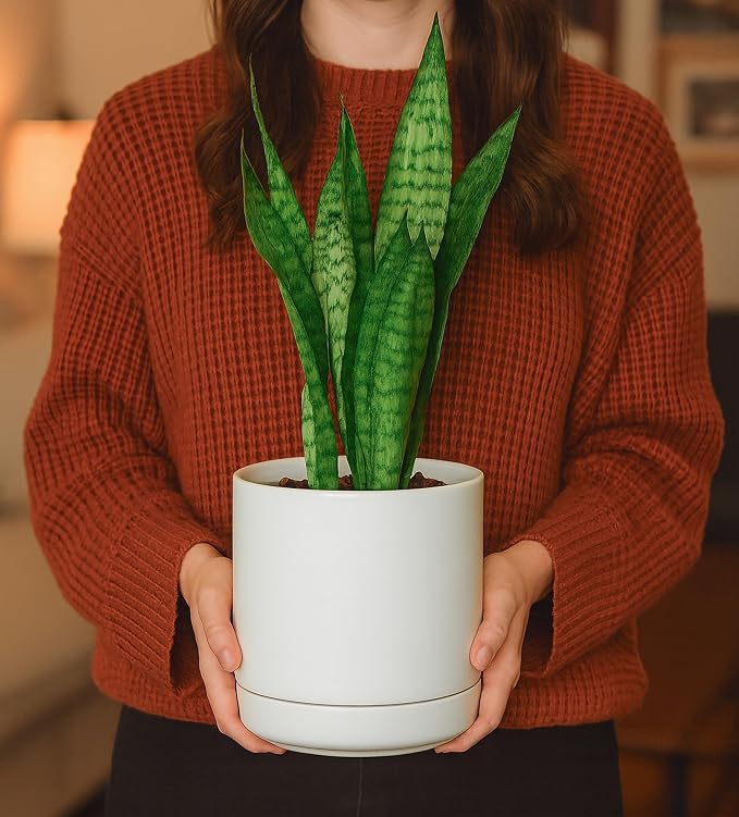 D'vine Dev 6.5 Inch Ceramic Planter Pot, White, 94-O-C-1 | Modern Cylinder Design, Drainage Hole & Saucer Included, Stable Structure, Elegant Home Accent