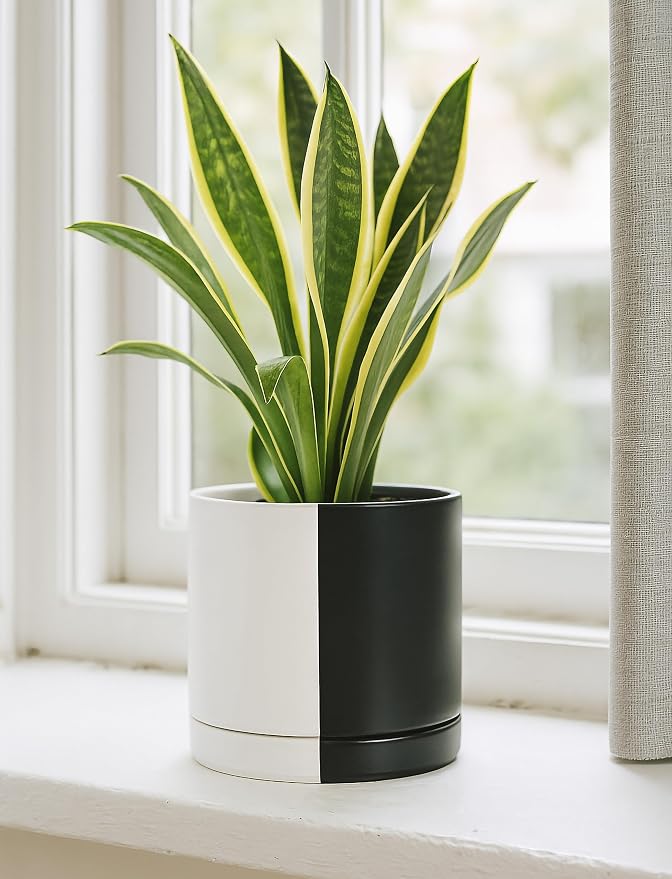 D'vine Dev 8.2 Inch Ceramic Planter Pot, Black White Split, 94-O-D-0 | Modern Cylinder Design, Drainage Hole & Saucer Included, Stable Structure, Elegant Home Accent